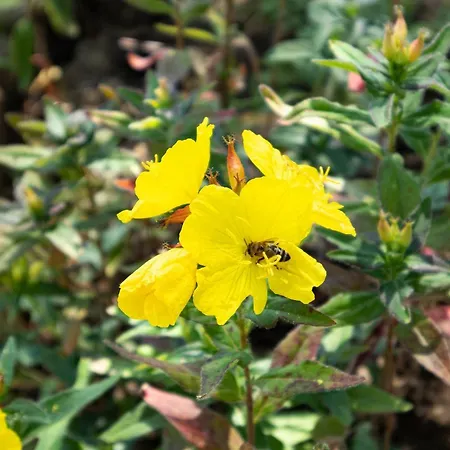 Hisa Na Vrtu Šenčur