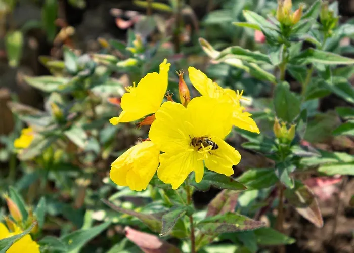 Hisa Na Vrtu Шенчур